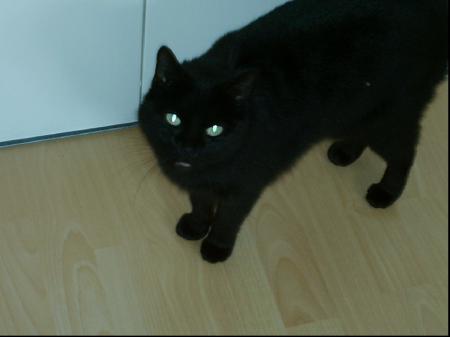 Touche pas a mon diner!