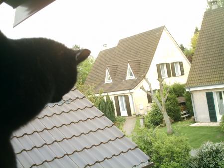 Le chat volant
